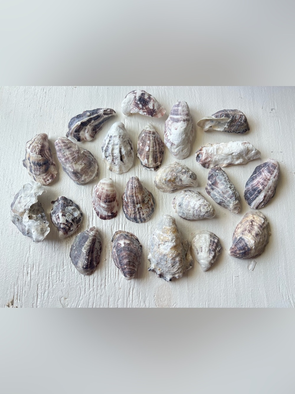Cupped Pacific Oyster Shells